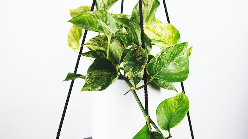 欧洲冠军联赛直播预告 - 皇家马德里对阵拜仁慕尼黑